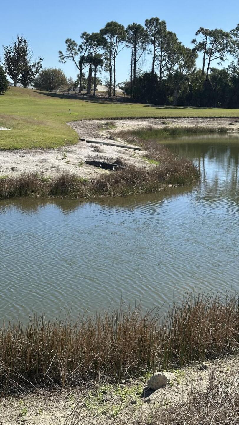 Watch out for the big gator on the island green hole (6 I think it was) (Photo submitted by u314162167563 on 03/30/2026)