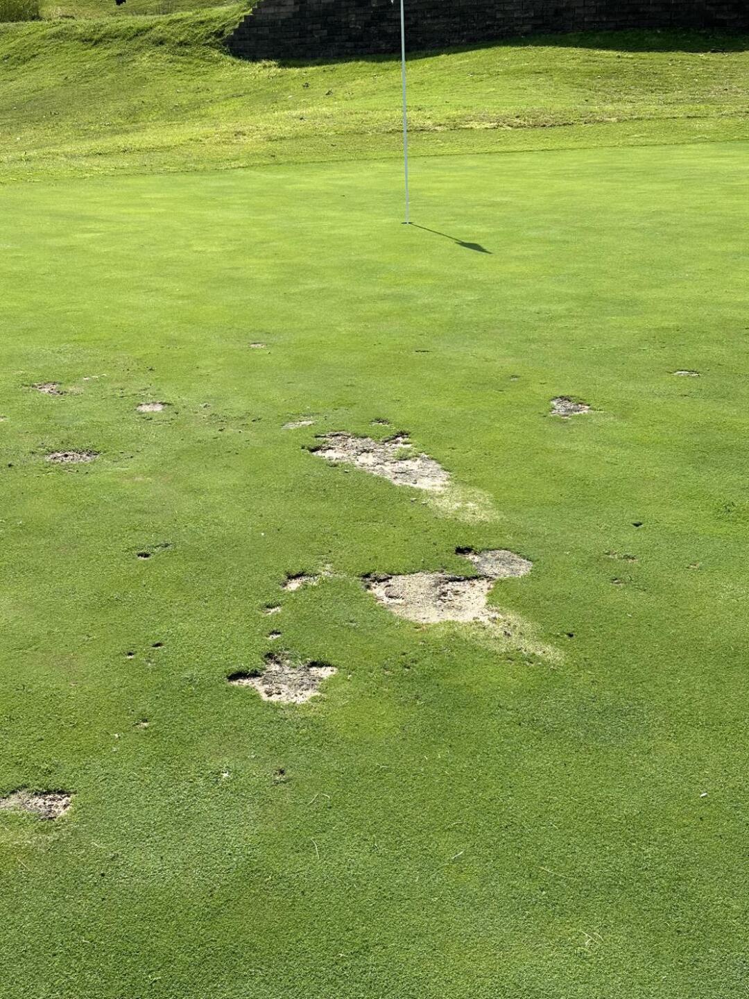 Most greens looked like this (Photo submitted by Remyboykc on 09/18/2025)
