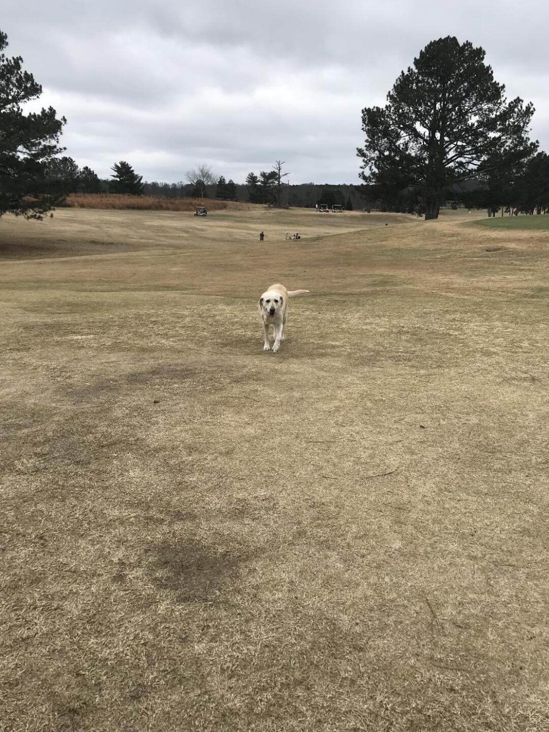 Dog on 8th hole (Photo submitted by u314160153308 on 01/08/2022)