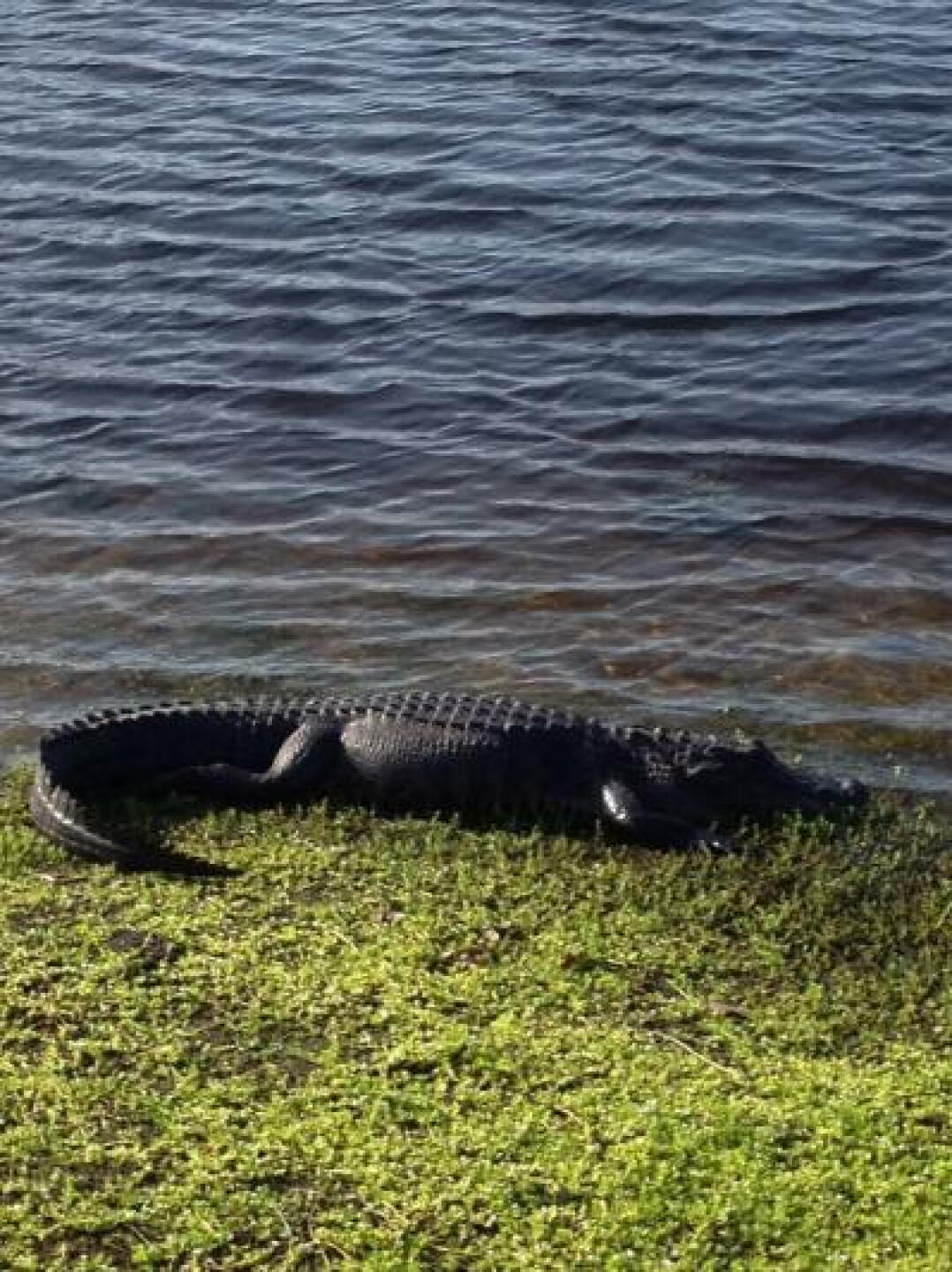 stay out of the water and don't hit over the green (Photo submitted by fishinmission on 03/17/2013)