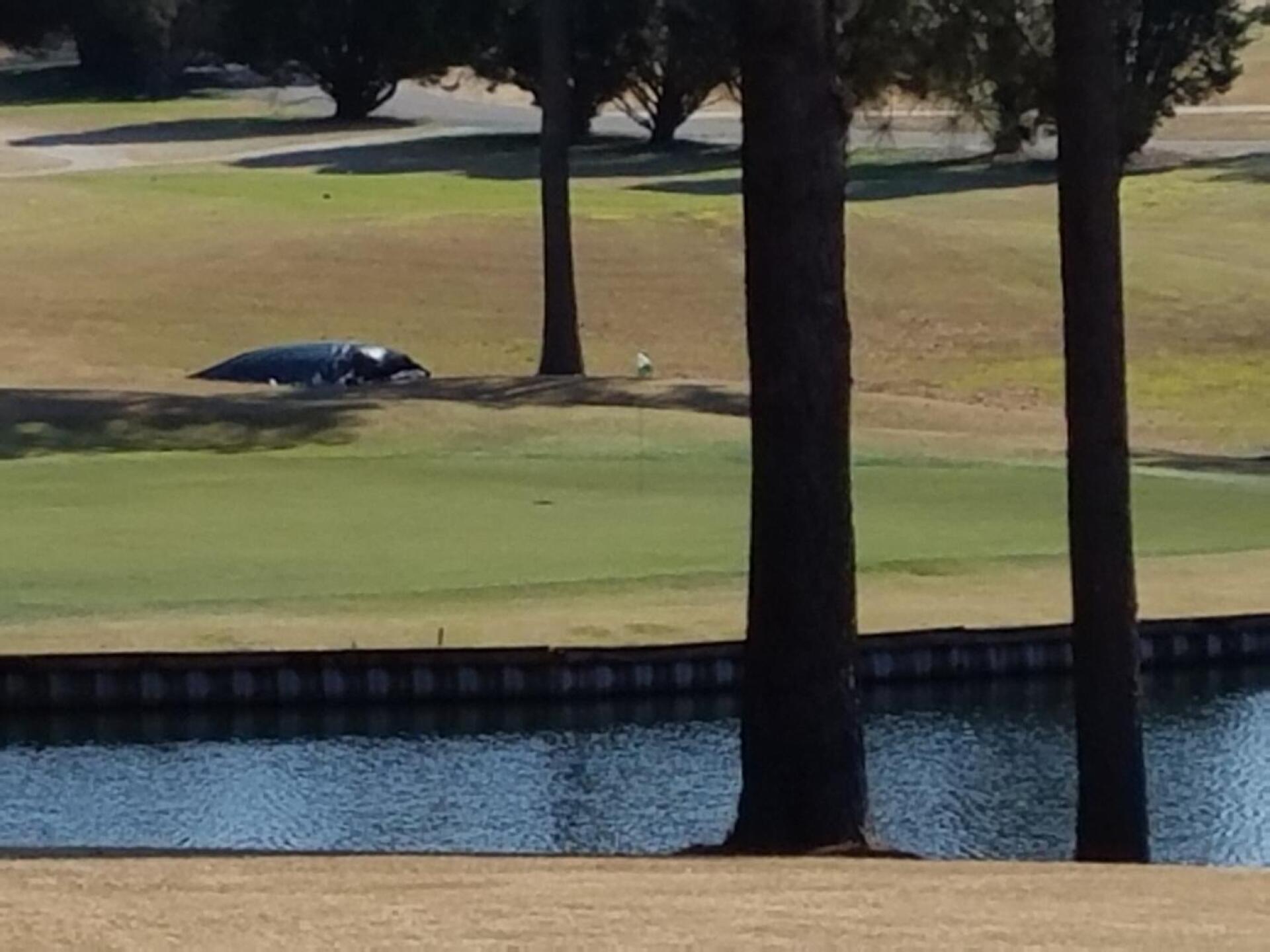 (Photo submitted by Tim3 on 02/15/2017)