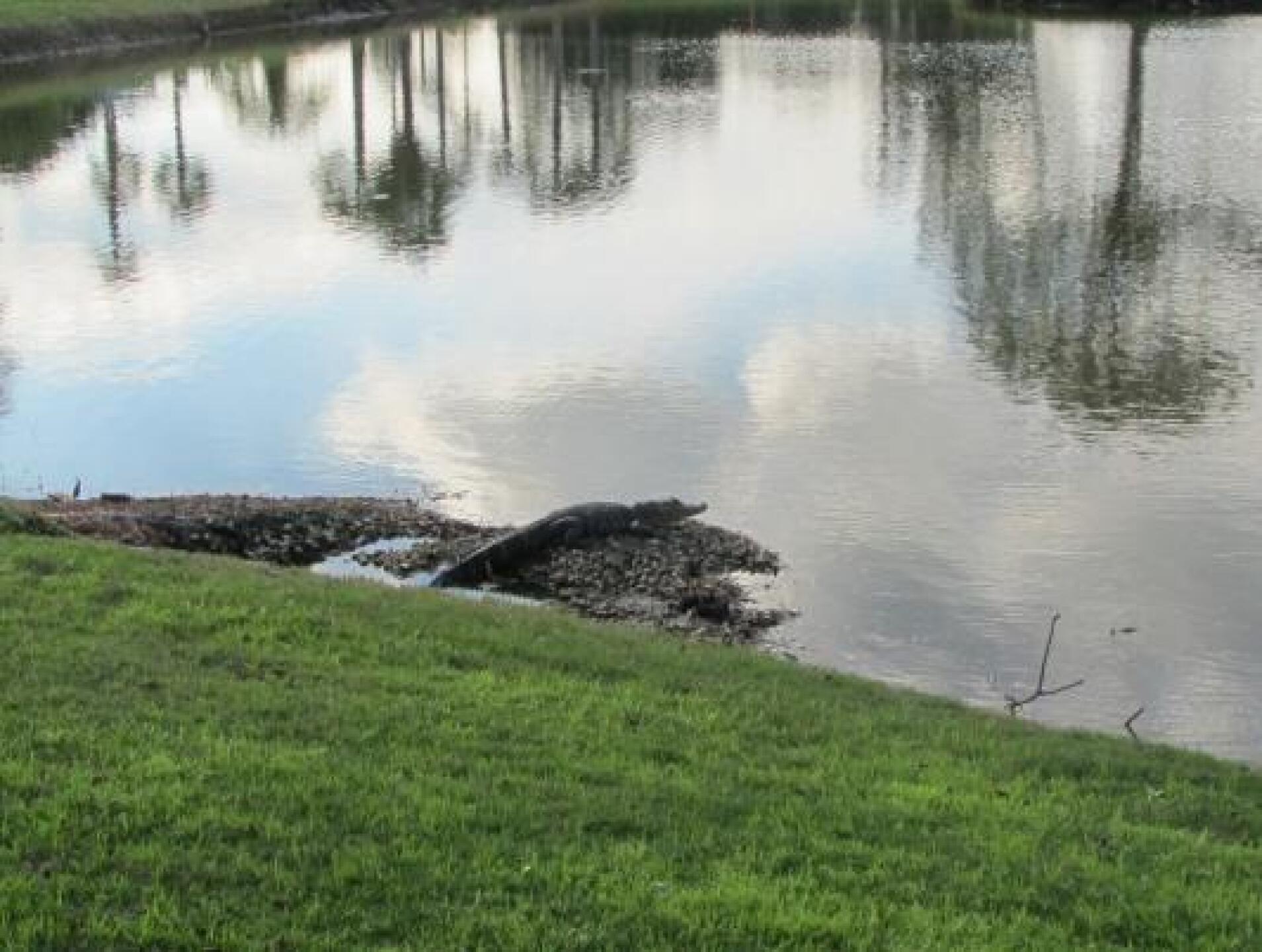 (Photo submitted by Alsy1947 on 12/29/2014)