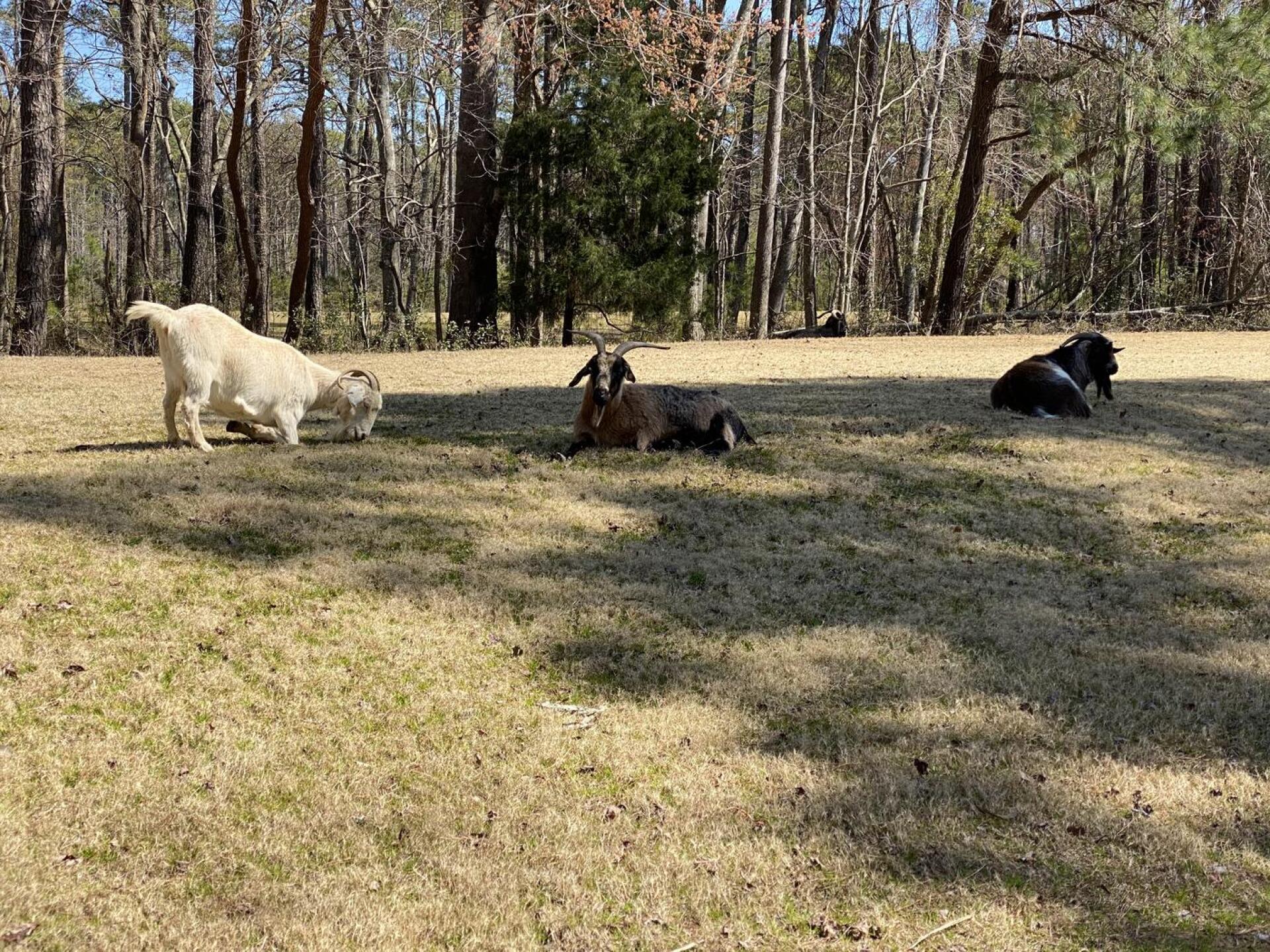 Goats on Golf Course (Photo submitted by u000002814909 on 03/09/2021)