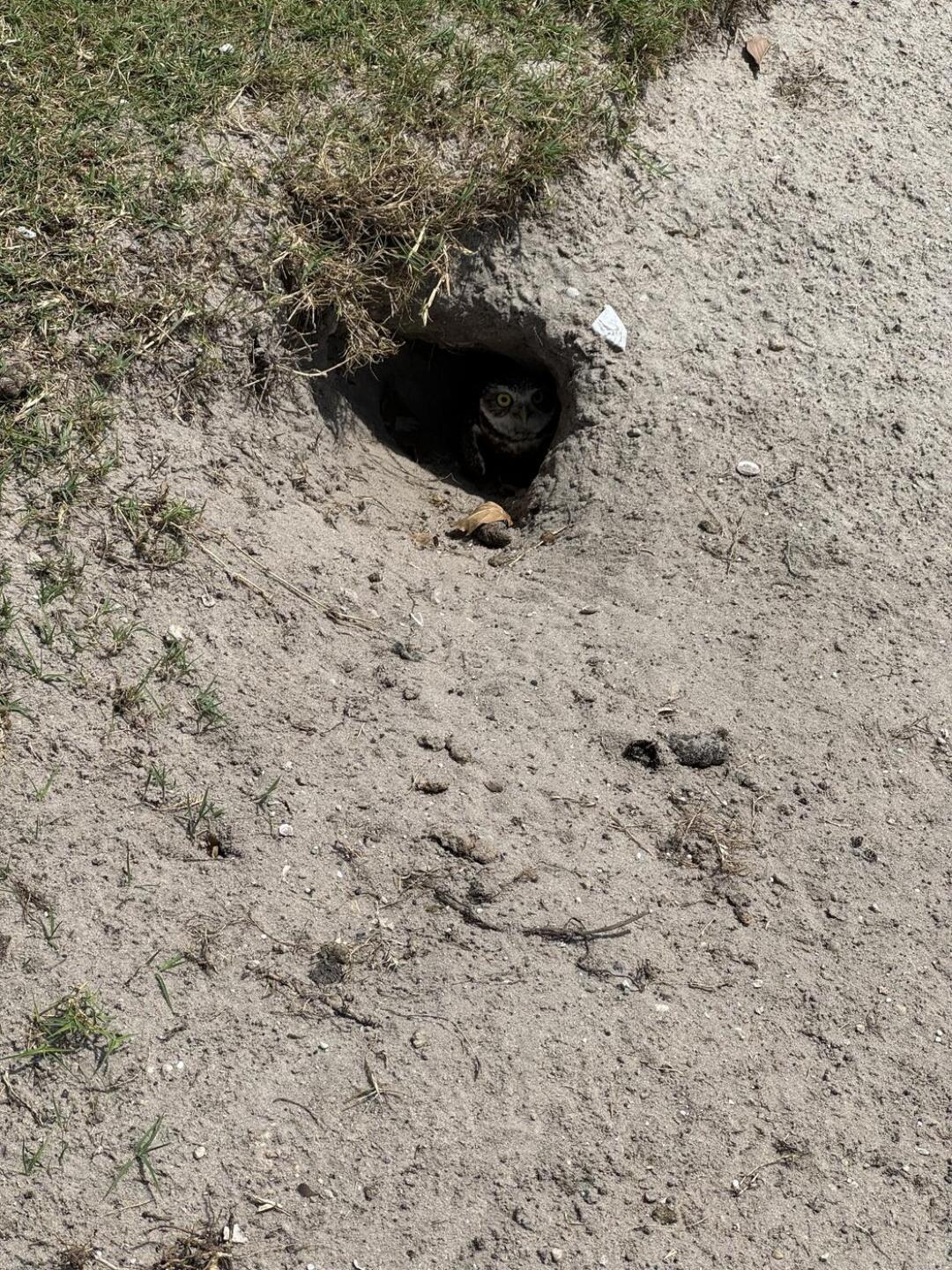 (Photo submitted by u697886970 on 04/17/2024)