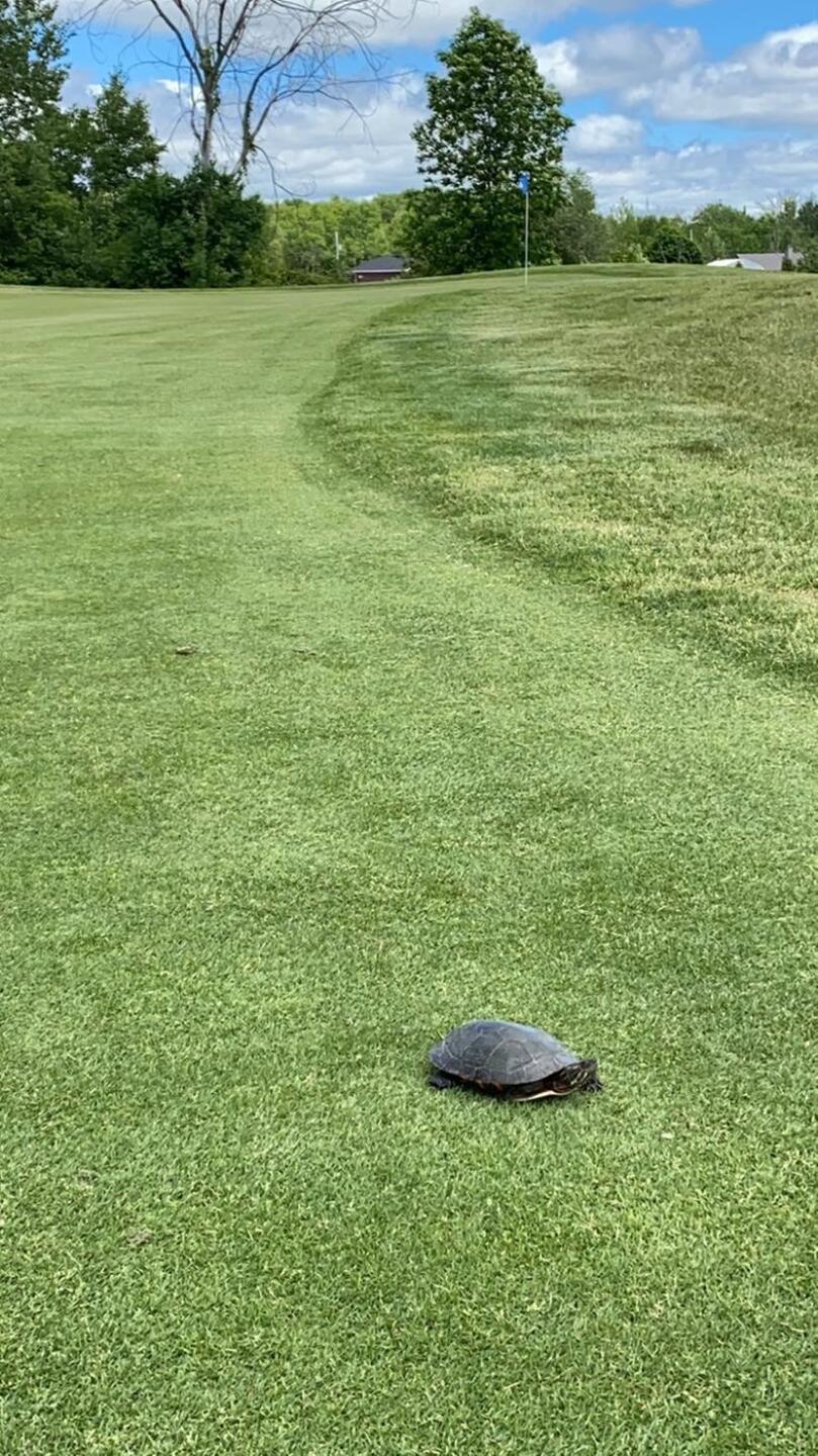 Lovely turtle but I like to play with this partner (Photo submitted by sunnylui on 06/12/2020)