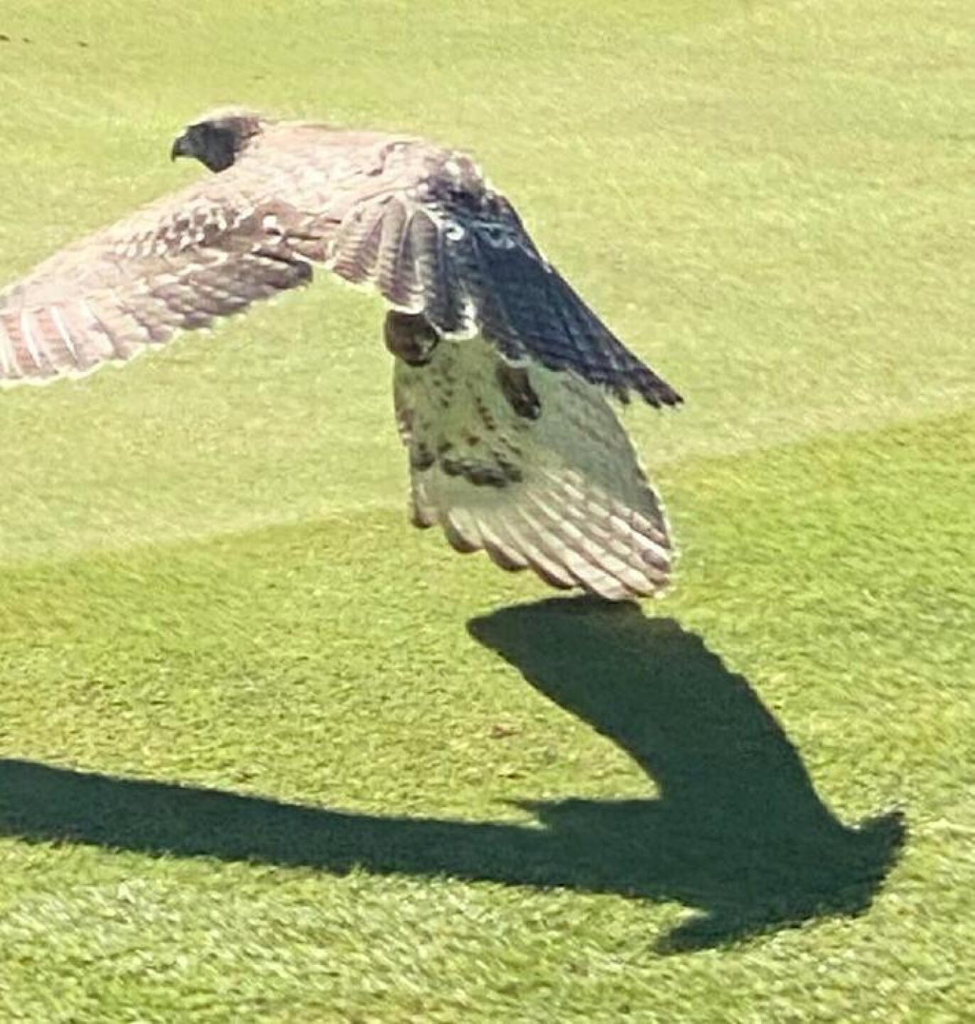Visitor takes flight. (Photo submitted by td5780 on 07/20/2020)