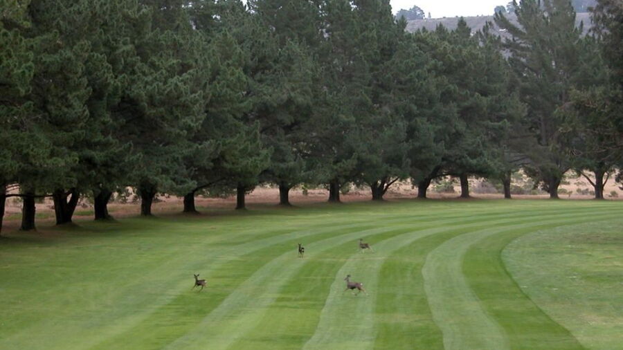 Marshallia Ranch GC