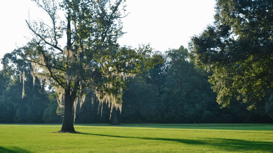 The Pines at North Park