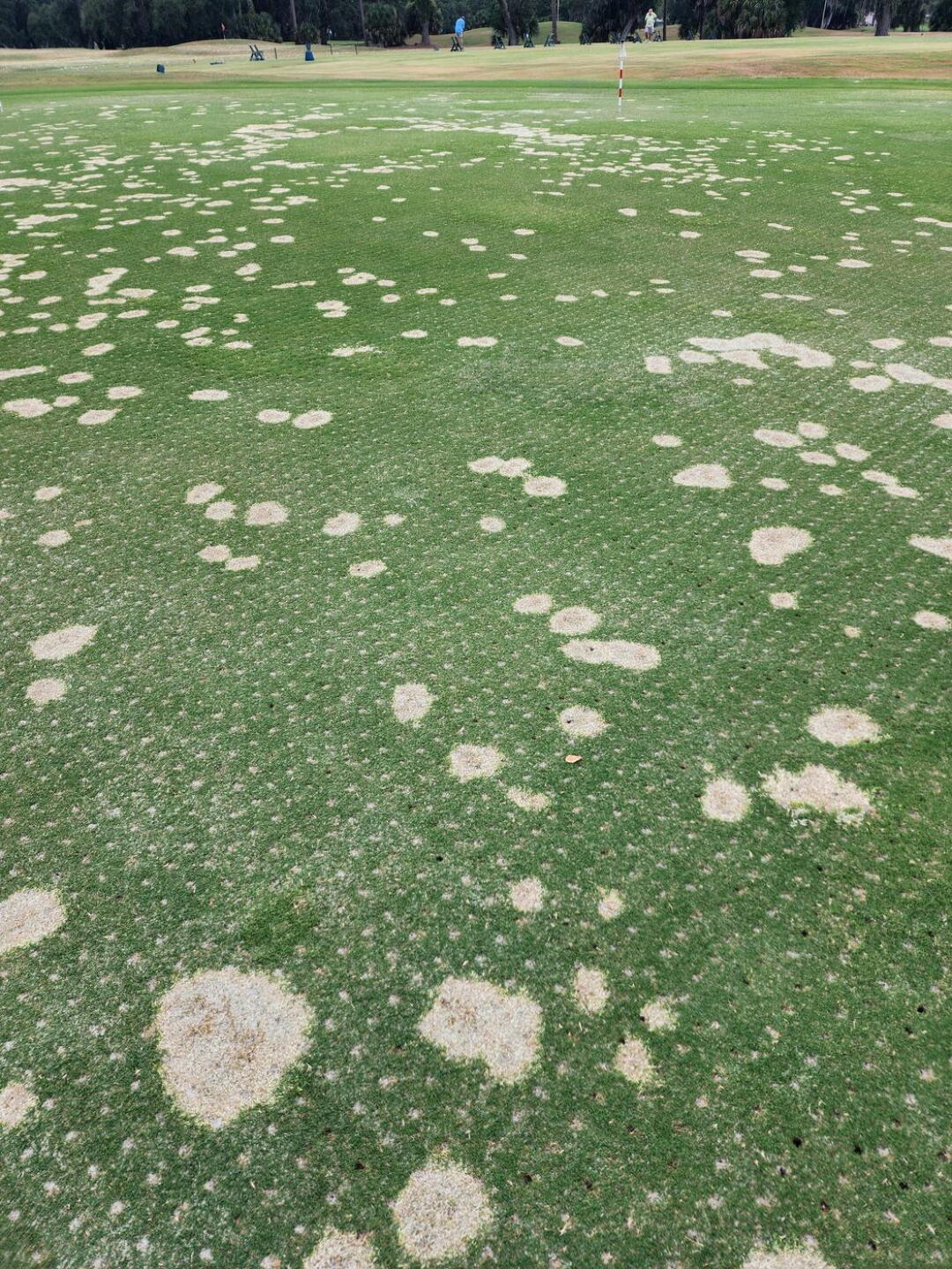 FUNGUS ON GREENS (Photo submitted by hughesjam on 06/11/2024)