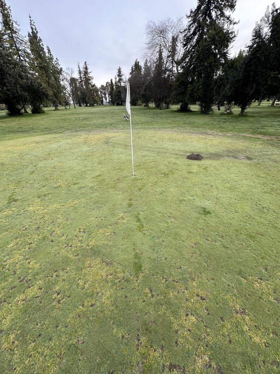 (Photo submitted by Norcalgolfer2 on 04/06/2024)