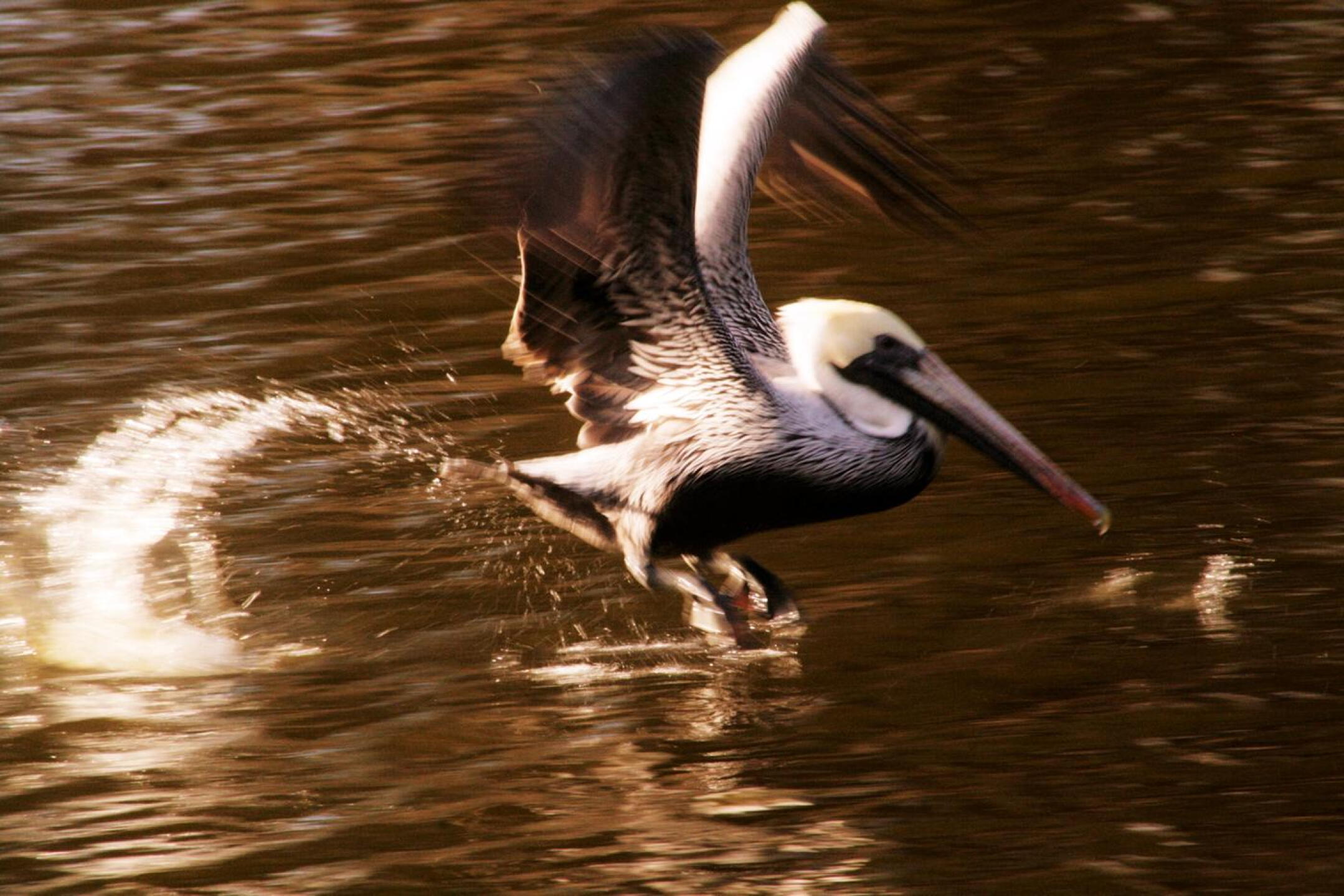 Interesting pelican taking off... (Photo submitted by dennings on 01/12/2018)