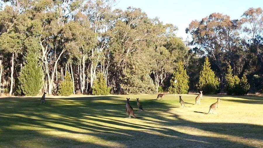 Coonabarabran GC: #15