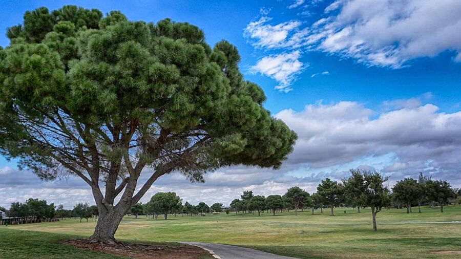 Green Tree CC