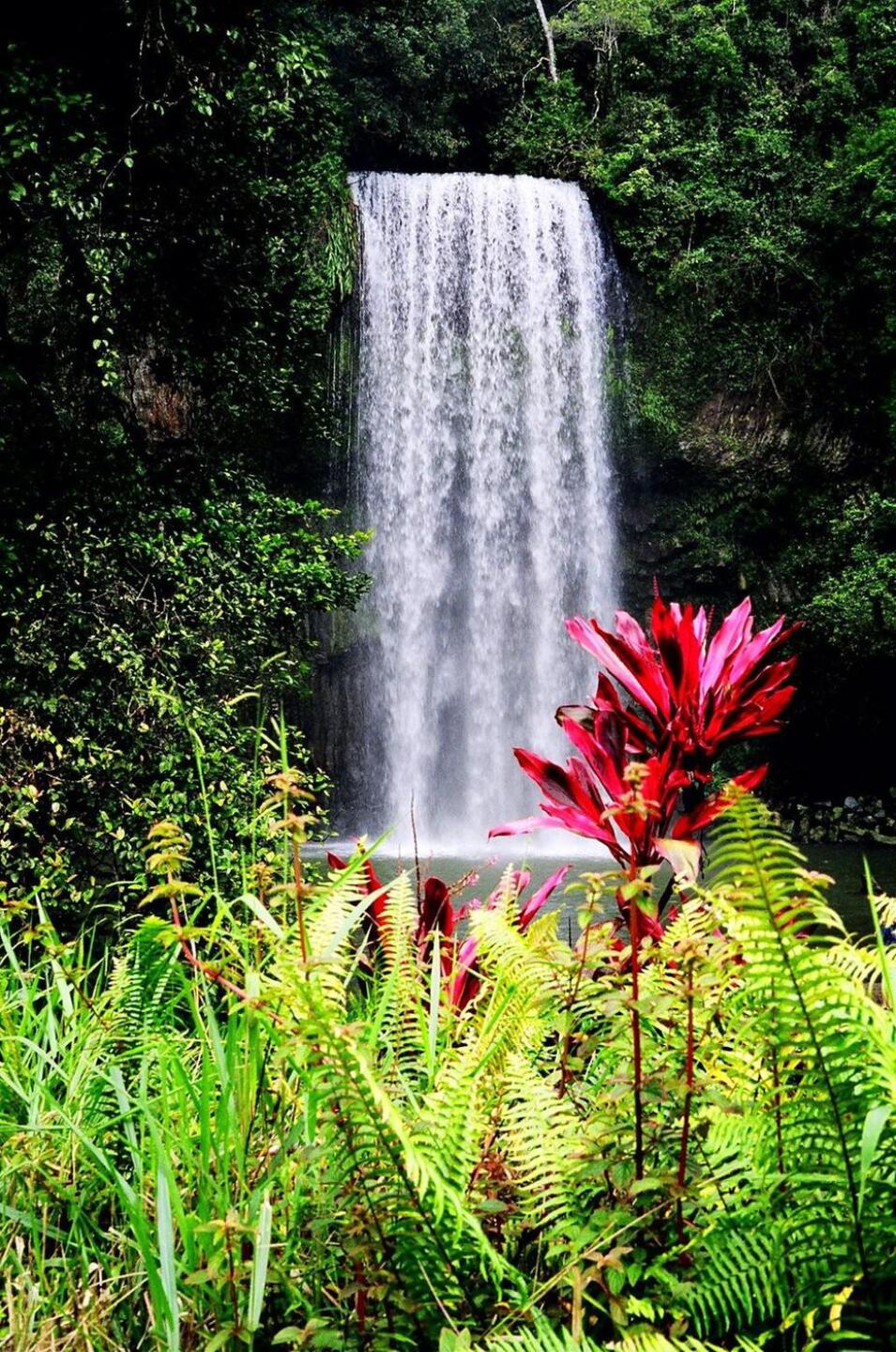 Millaa Millaa Falls, Atherton Plateau (Photo submitted by DYakimec on 09/15/2018)