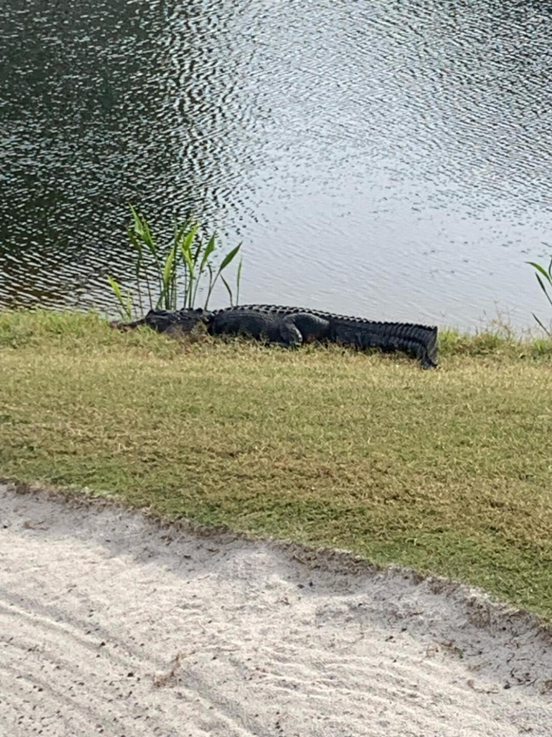 (Photo submitted by acsgolfer21 on 03/19/2023)