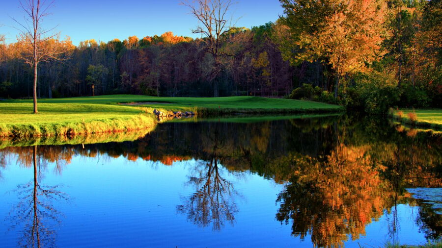 Wild Wood CC: #17