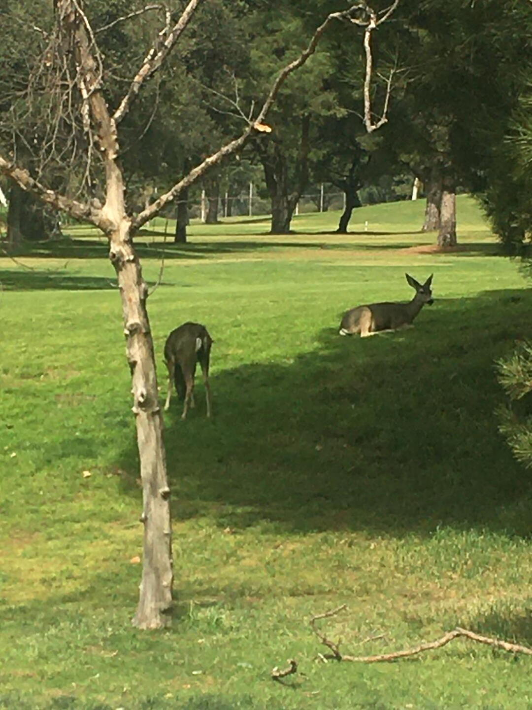 Friendly deer! (Photo submitted by Marievillalovos on 02/29/2020)