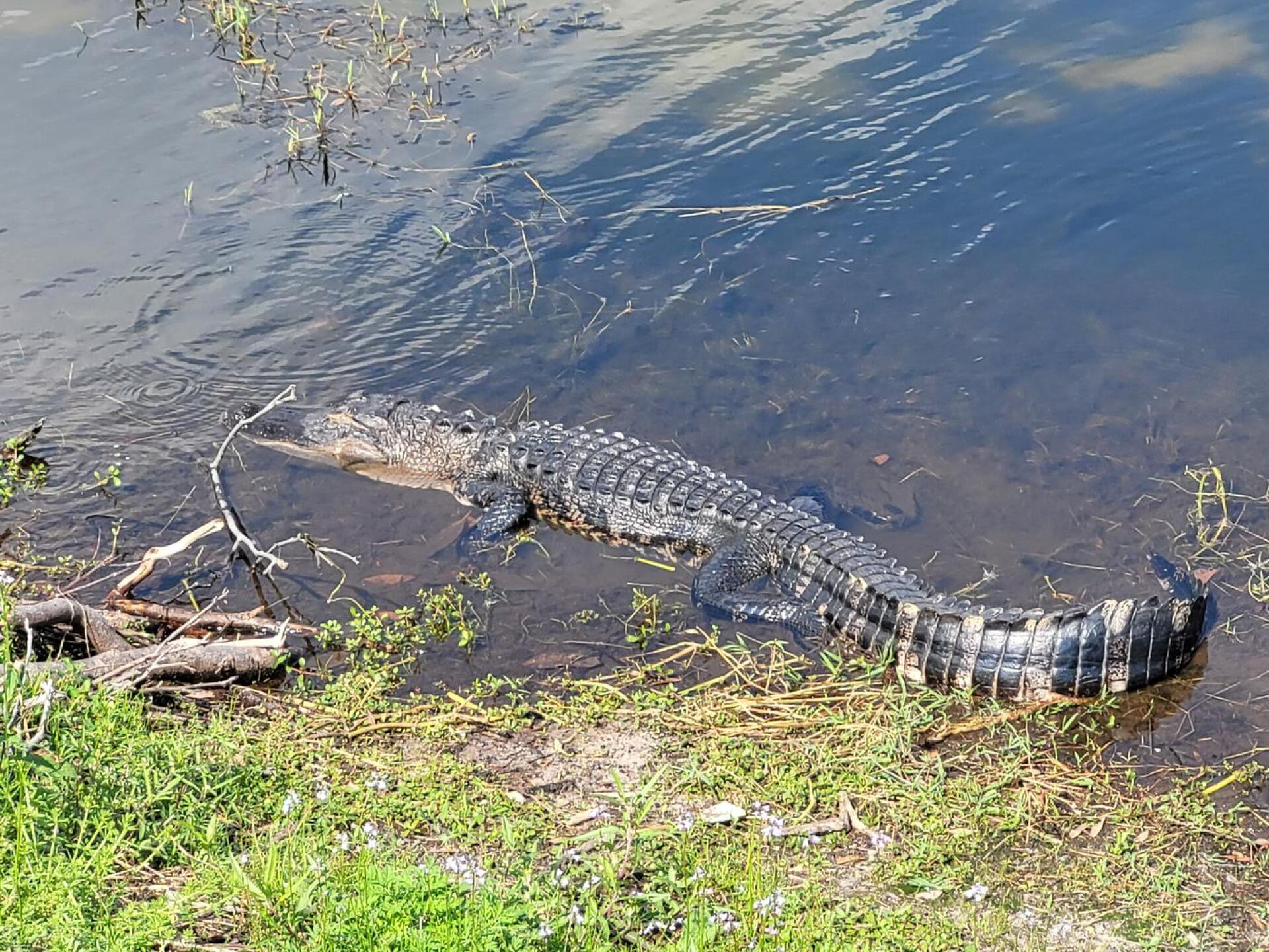 Course mascot (Photo submitted by u686118190 on 02/18/2021)
