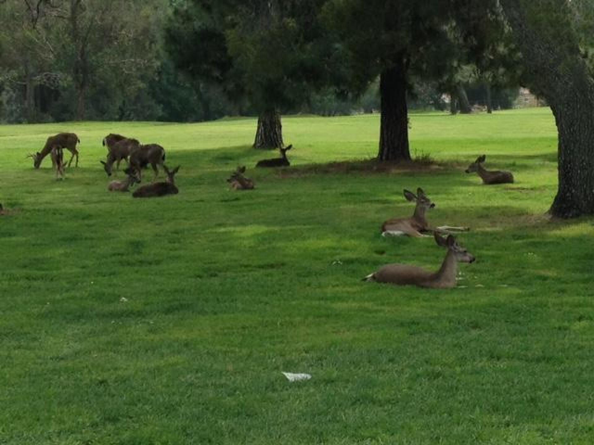 Deer on the course at Marshall Canyon (Photo submitted by nafilippone1 on 03/12/2017)