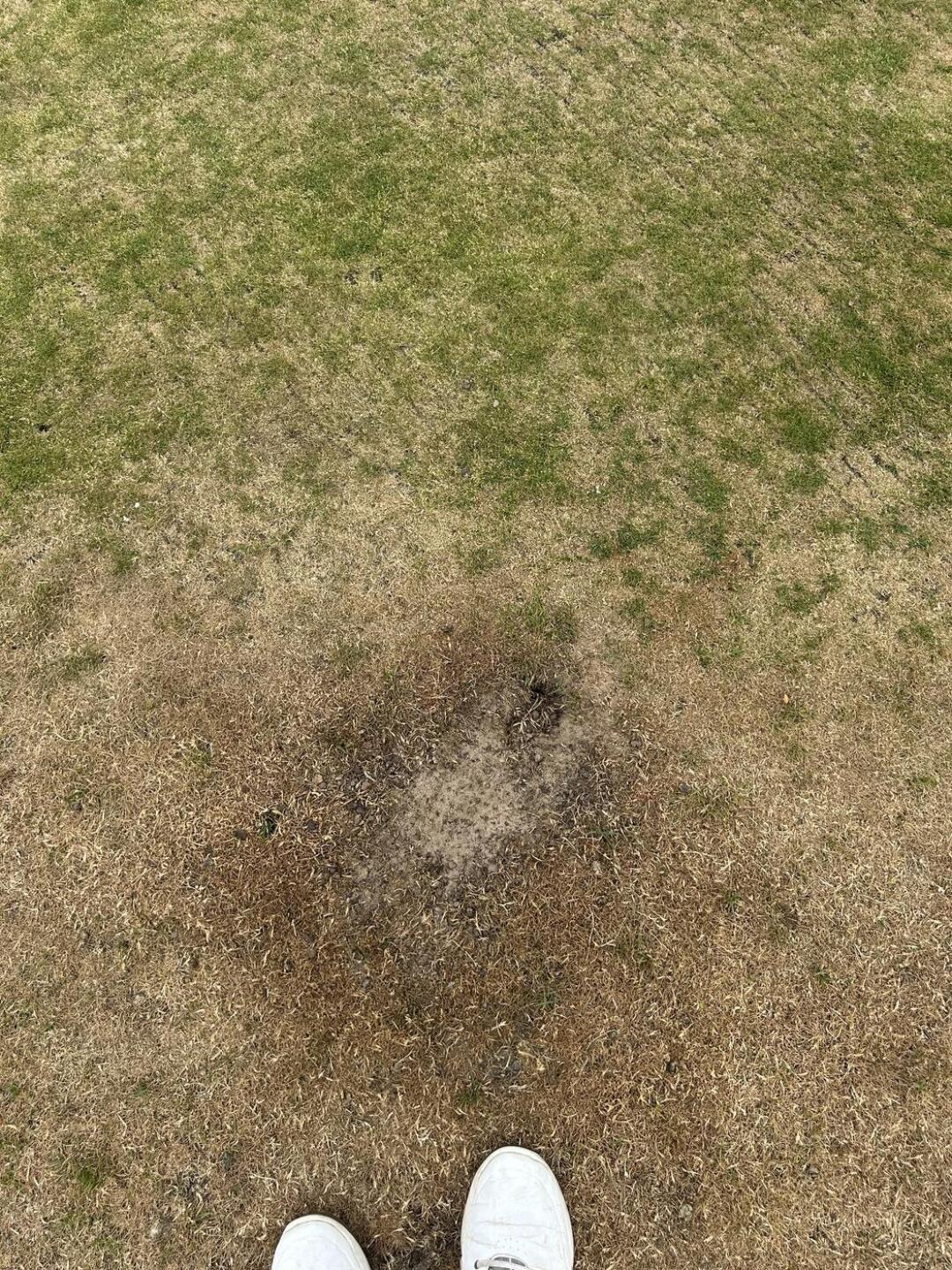 (Photo submitted by Drawle06 on 05/26/2025)