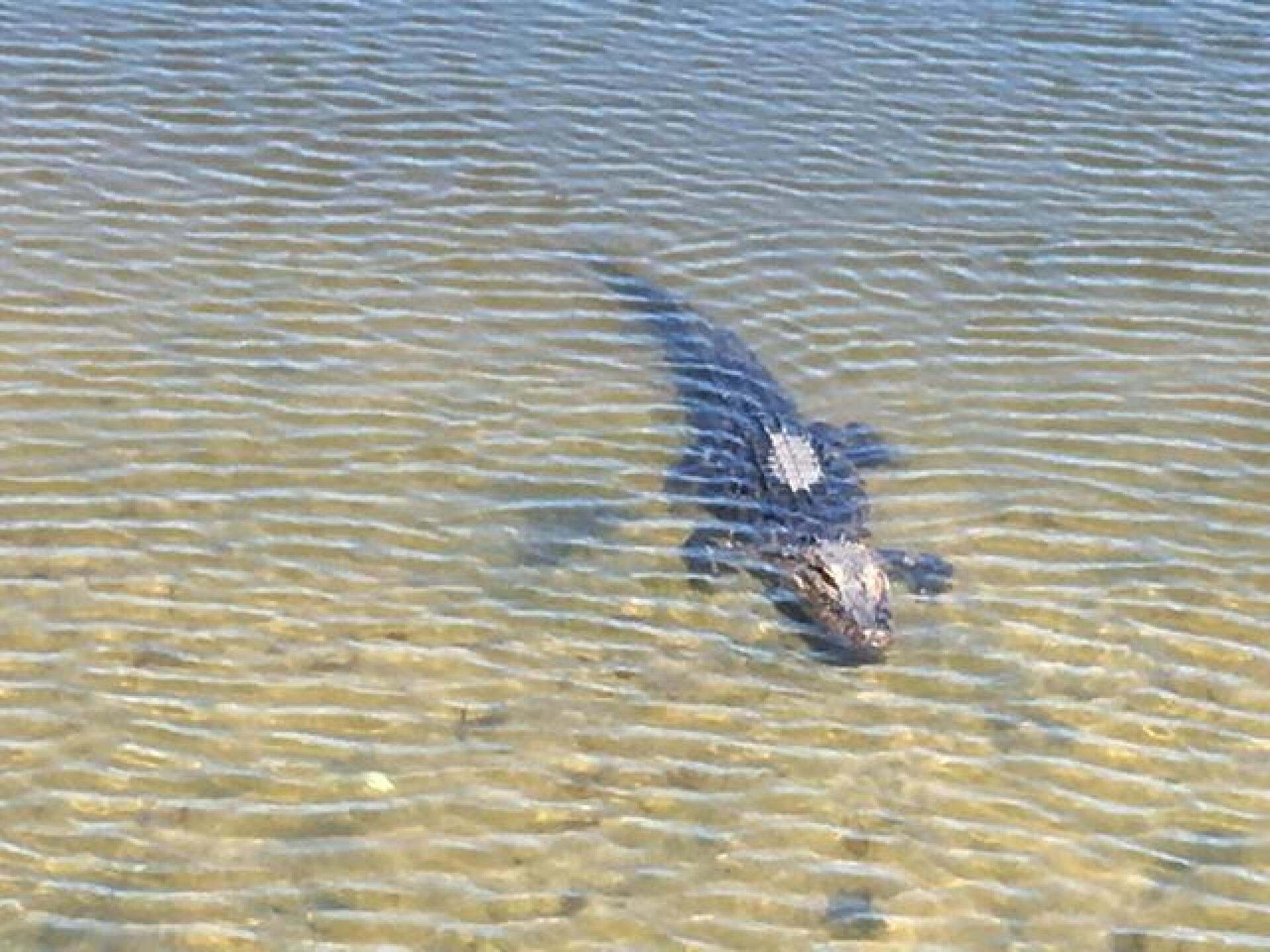 Watch out for those "water hazards". (Photo submitted by Hollisx4 on 05/07/2017)