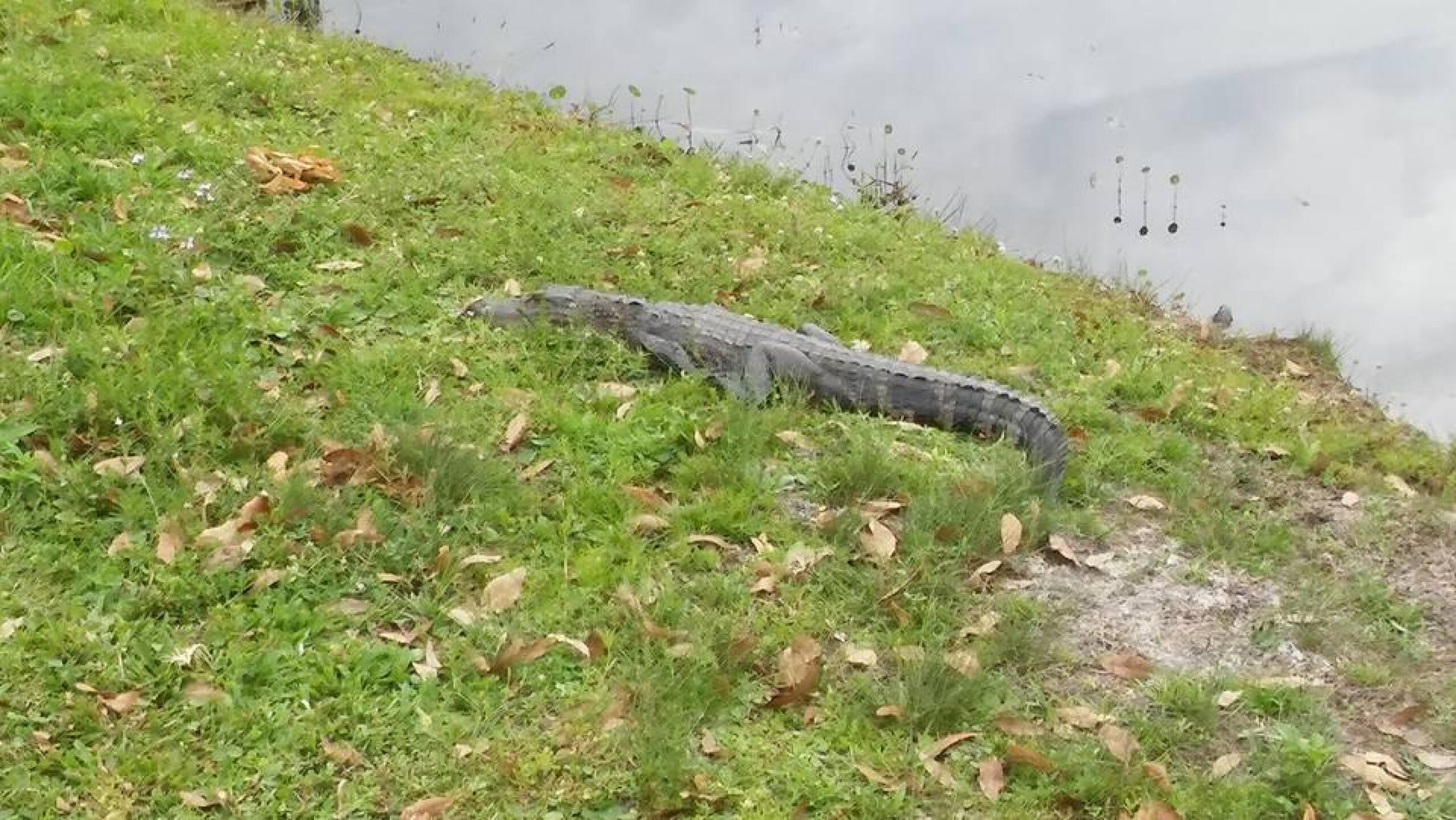 Small one that was by the 5th or 6th. Can't remember which. (Photo submitted by HarleyBronco on 03/13/2017)
