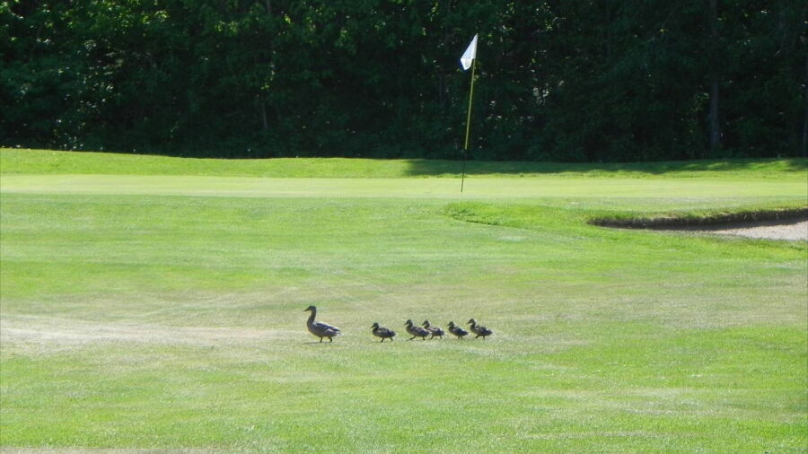 Club de Golf Le Gaspesien