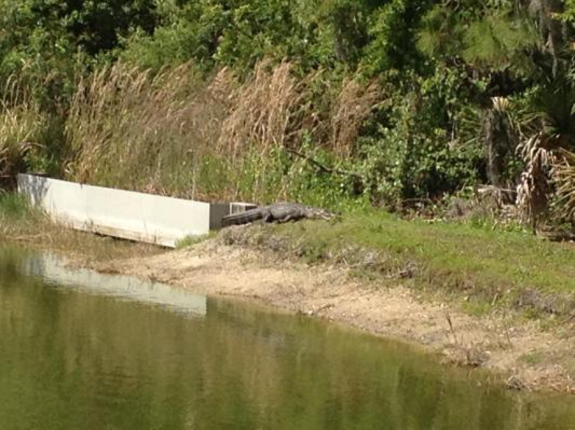 And gators too (Photo submitted by Robert3304776 on 04/09/2013)