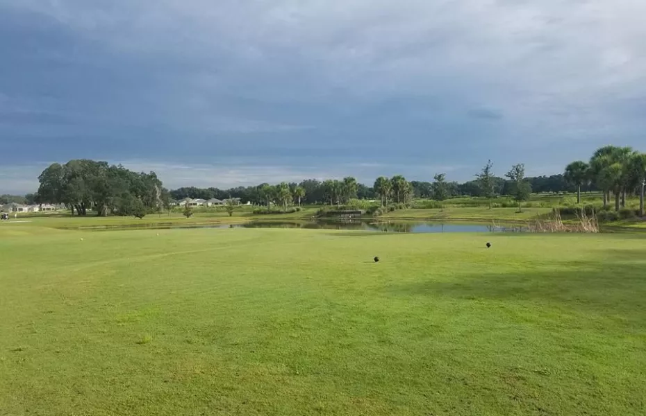 Sweetgum at The Villages Executive Golf Trail