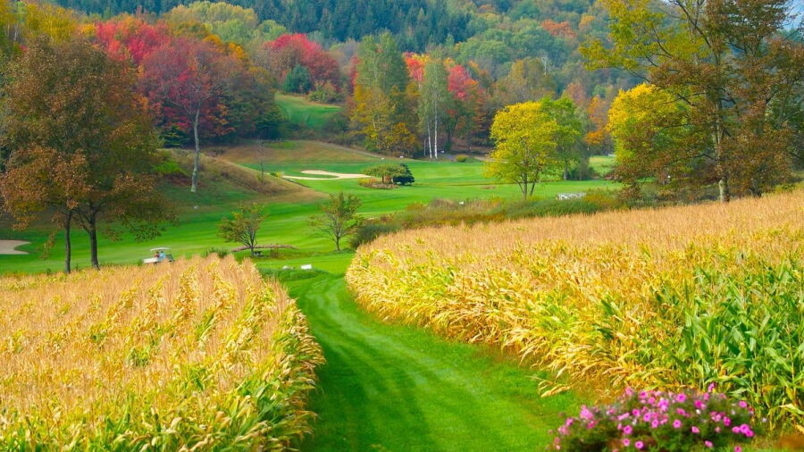 Honey Pond Farm