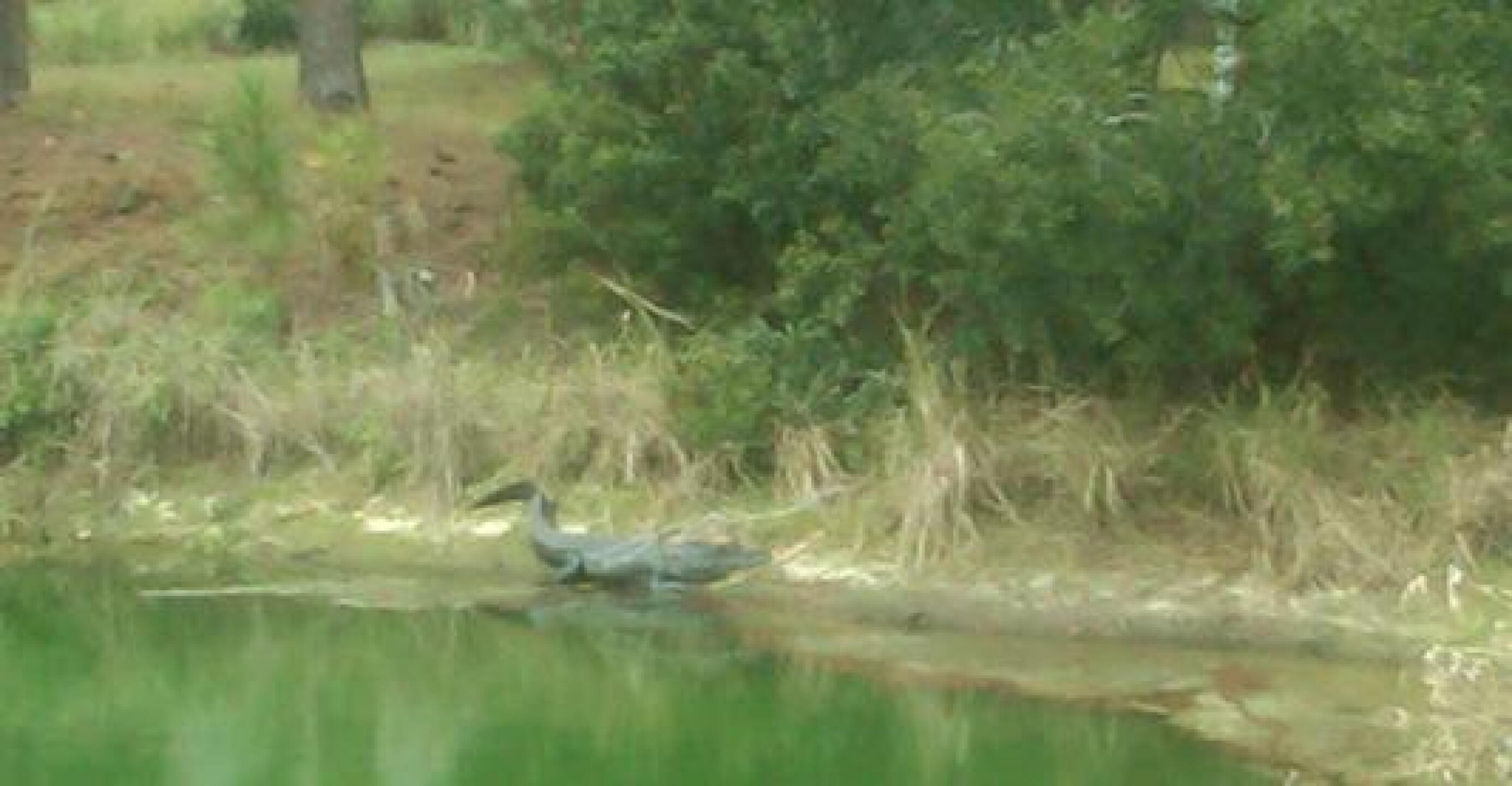 Gator at Golden Bear (Photo submitted by fusselbe on 11/07/2012)