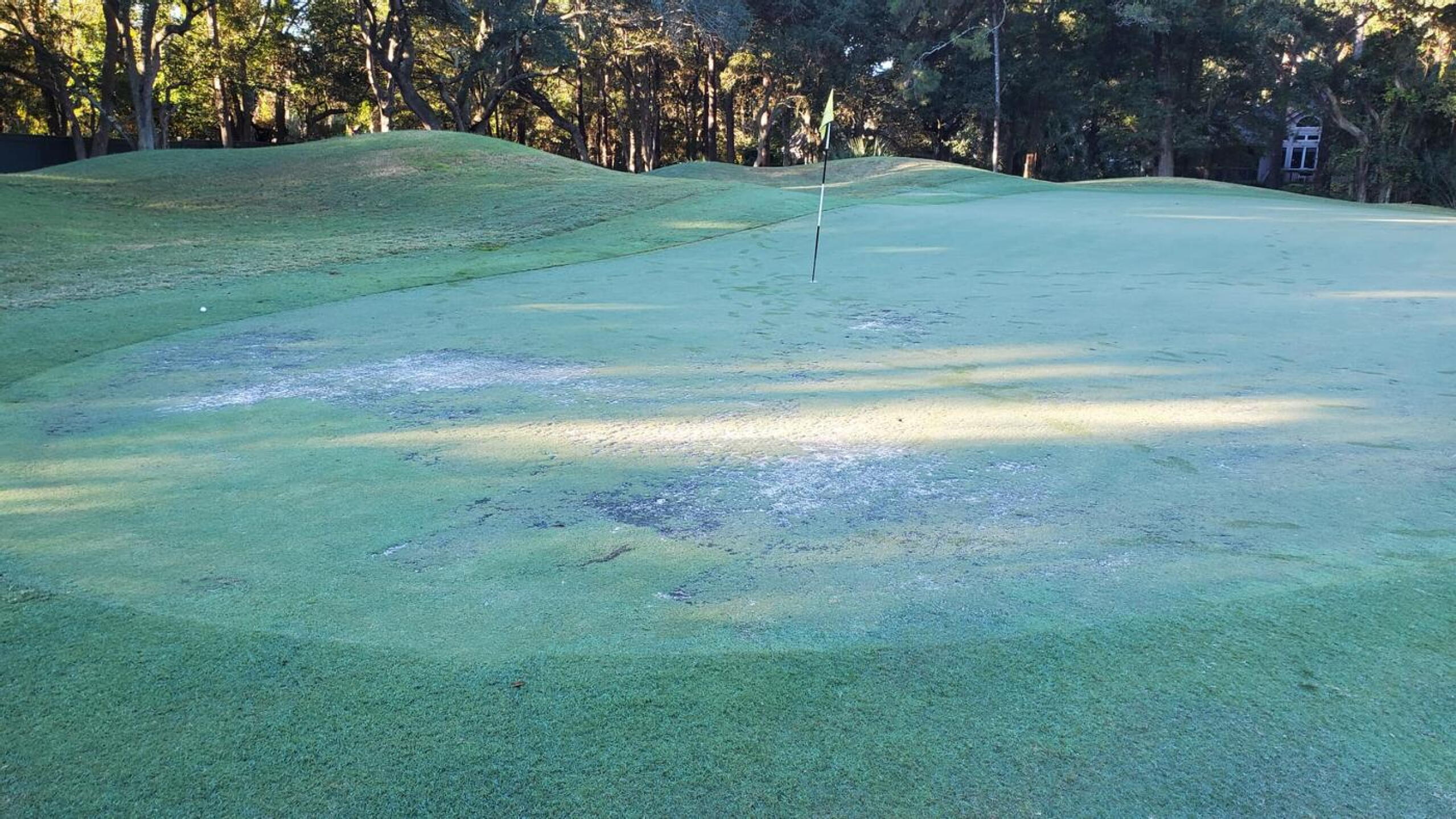 Horrible greens (Photo submitted by gmoemeka on 11/02/2021)
