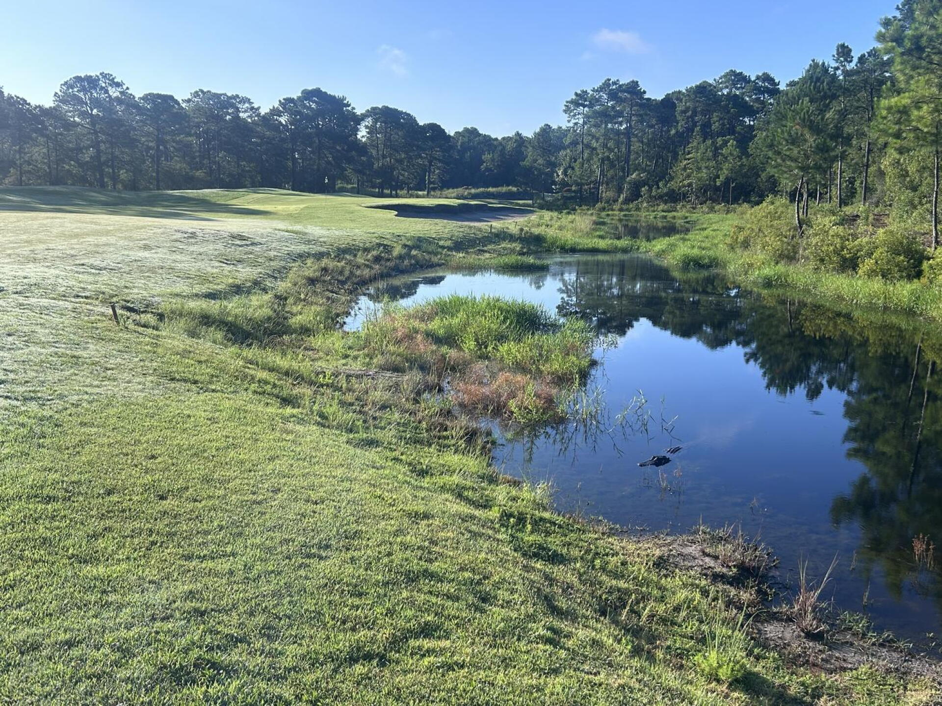 Do you spot the gator? (Photo submitted by u314162697420 on 07/28/2025)