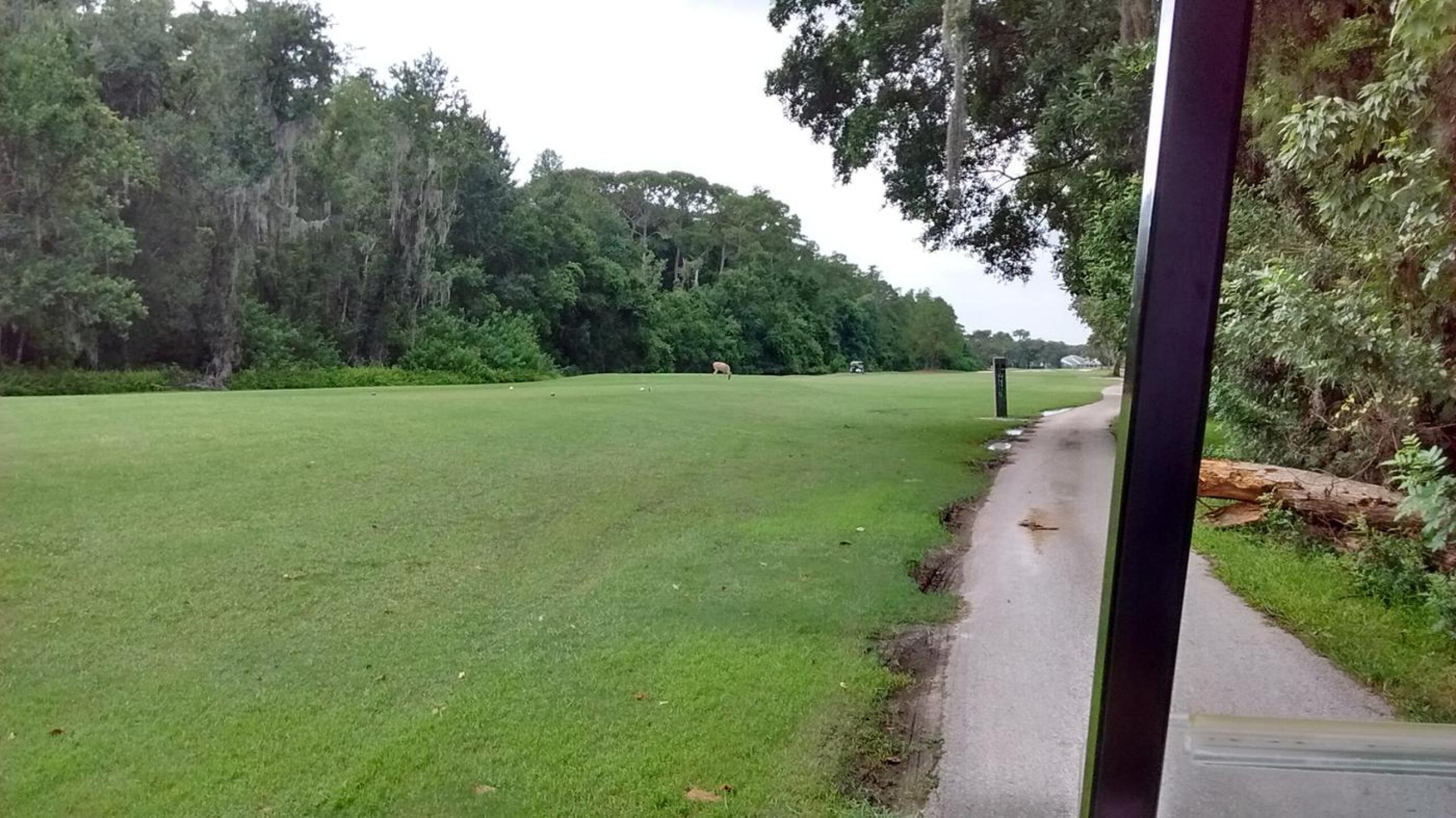 Deer on course (Photo submitted by extennisnowgolfer on 08/05/2016)