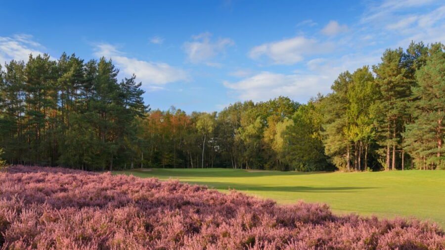 2nd green at Tilgate Forest