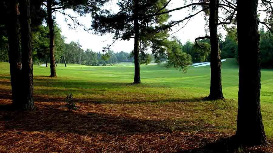Huangshan Songbai GCC - Forest