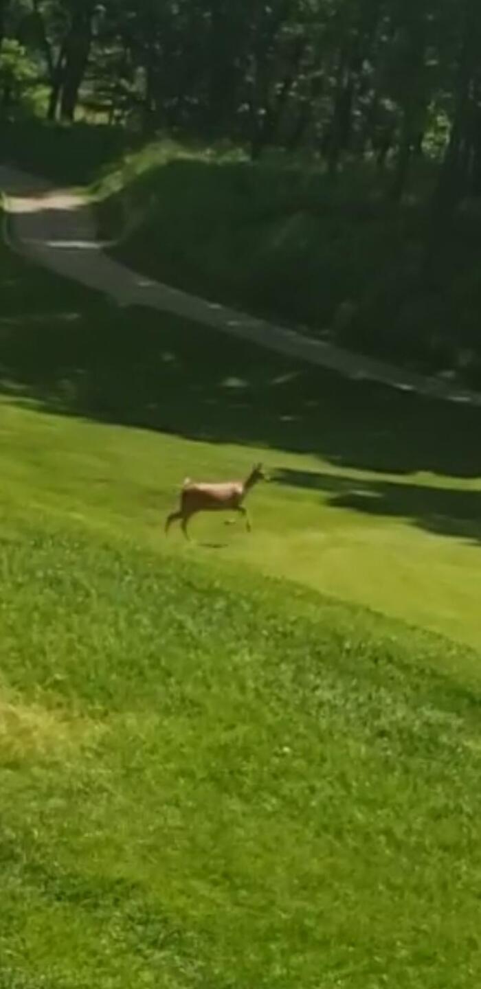 (Photo submitted by Sasquatcho on 06/02/2020)