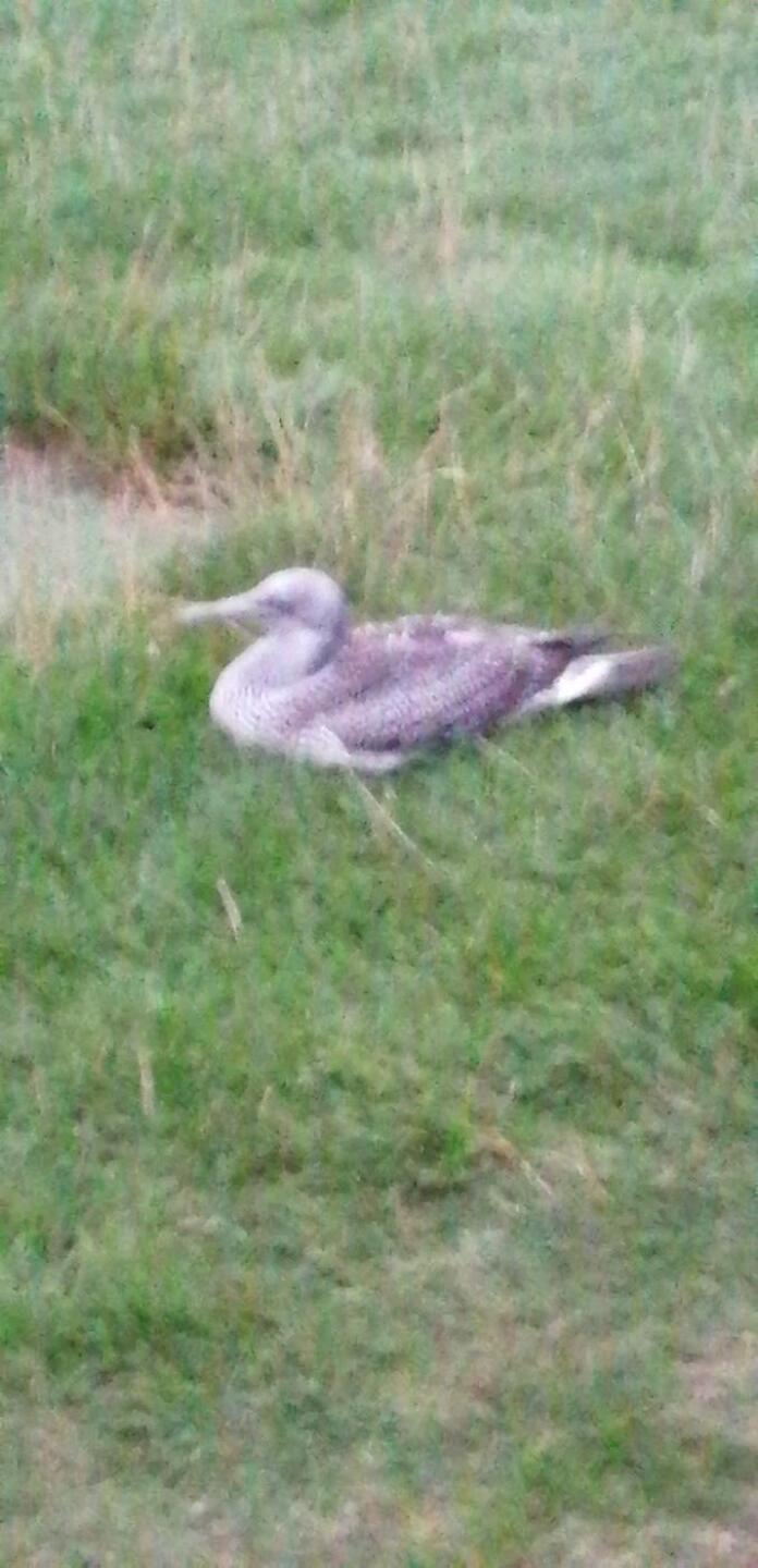 Gannett fledgling resting (Photo submitted by u314160580420 on 09/16/2020)