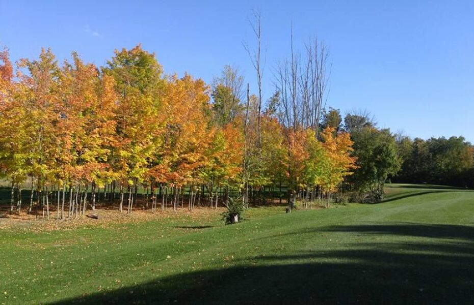 Camlachie Golf and Country Club in Camlachie, Ontario, Canada GolfPass