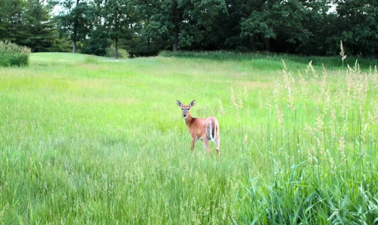 Stonewall Orchard G.C. - 16th