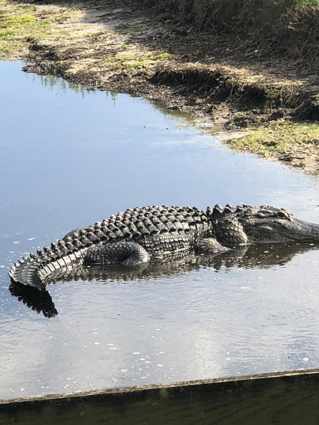 Alligator (Photo submitted by u000005109545 on 05/10/2022)