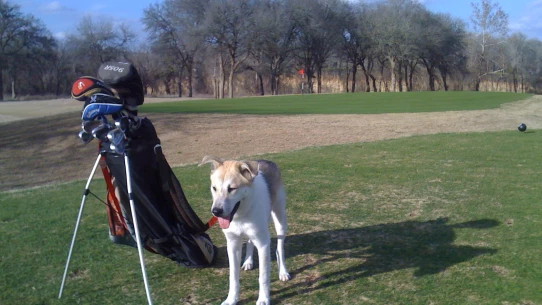 Kerby the dog at Jimmy Clay Golf Course