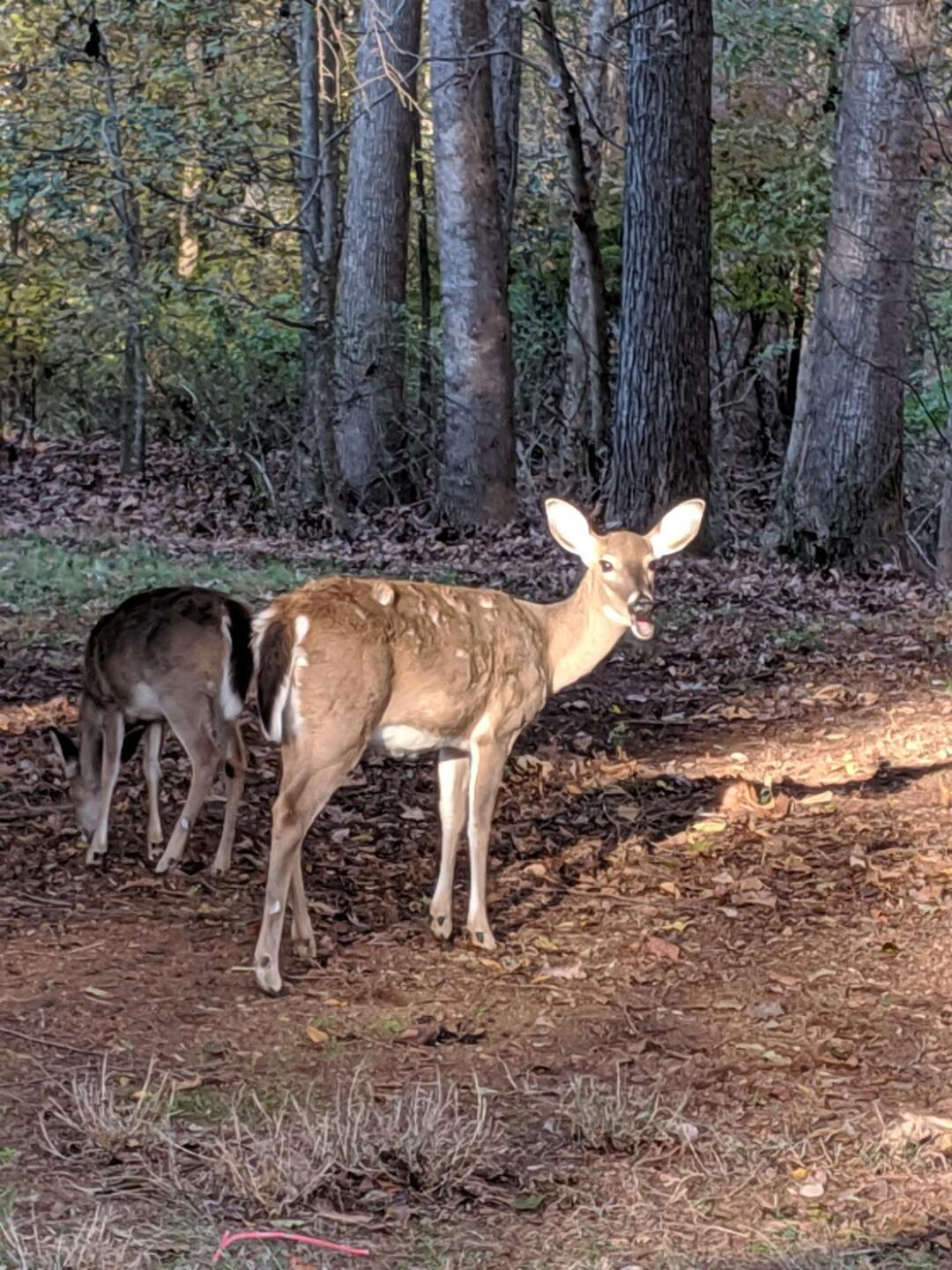 (Photo submitted by madigank on 11/21/2019)