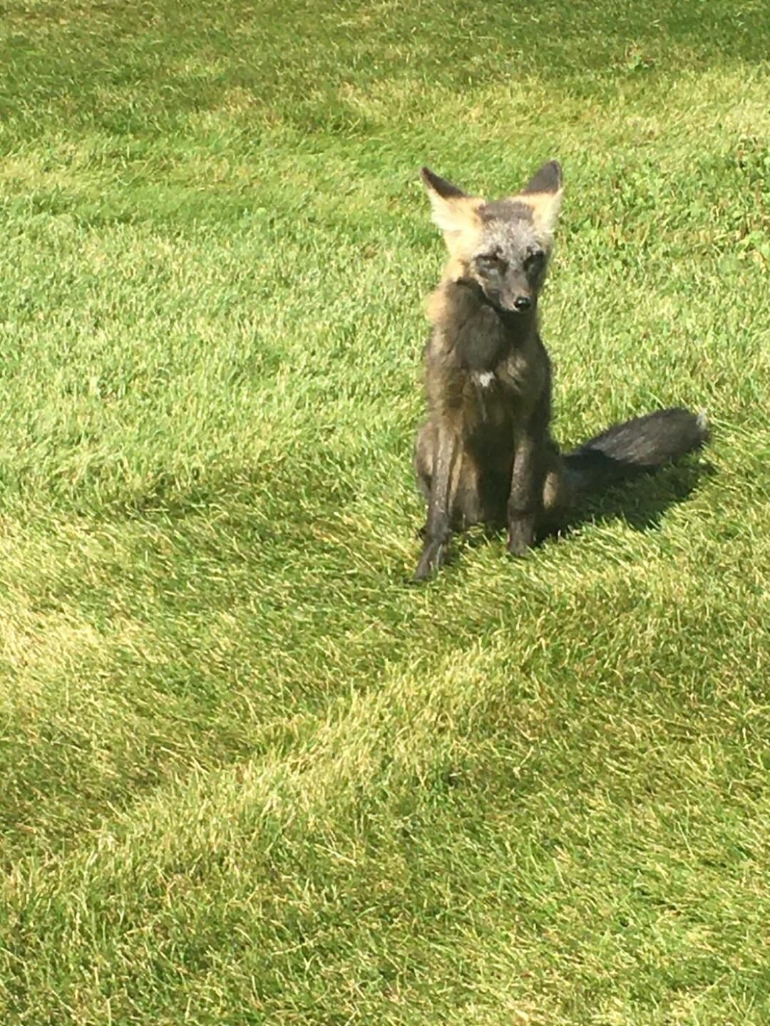 (Photo submitted by u267698569 on 08/25/2020)