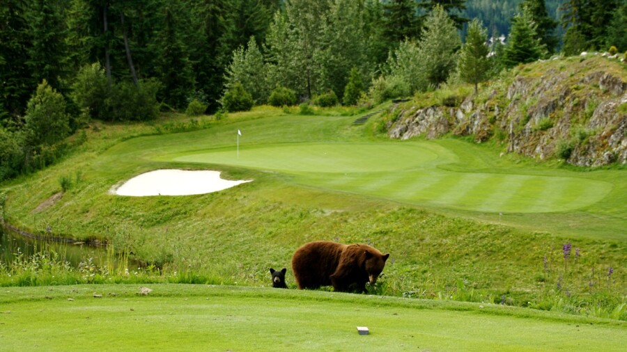 Fairmont Chateau Whistler GC - bear and cub