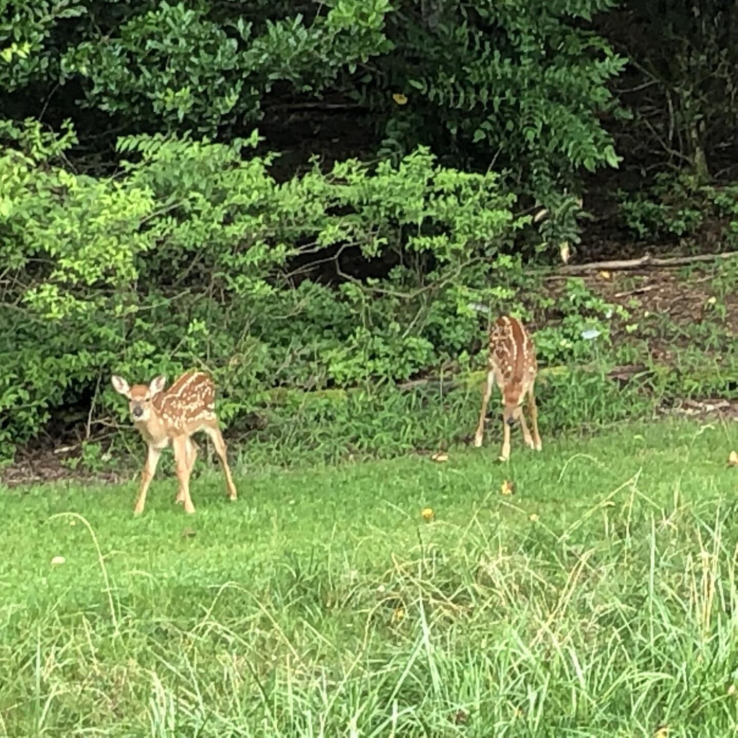 playing companions (Photo submitted by mexamante on 07/25/2021)