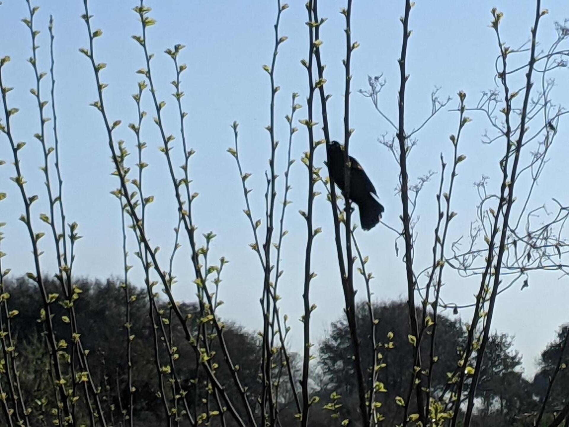 (Photo submitted by tiburonazo on 03/12/2021)