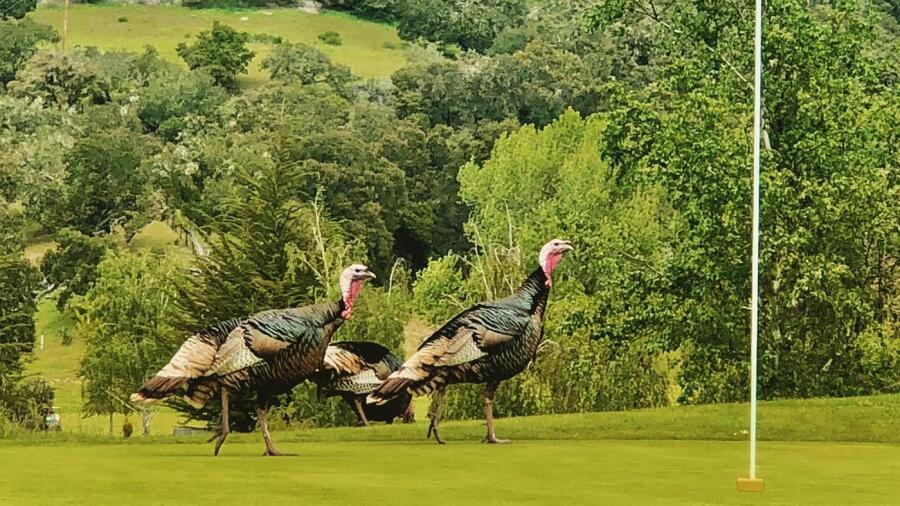 Avila Beach Golf Resort - wild turkeys