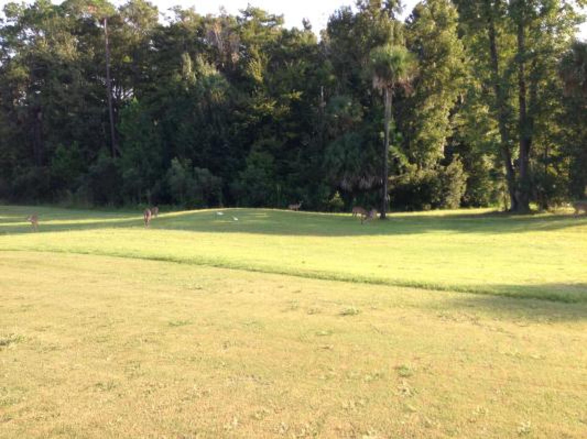 Crabgrass clumps everywhere and extremely tall roughs (Photo submitted by u000007170684 on 09/17/2013)