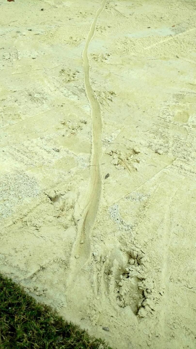 GATOR WALKED THRU THE BUNKER (Photo submitted by Boglejrgolf on 12/01/2017)